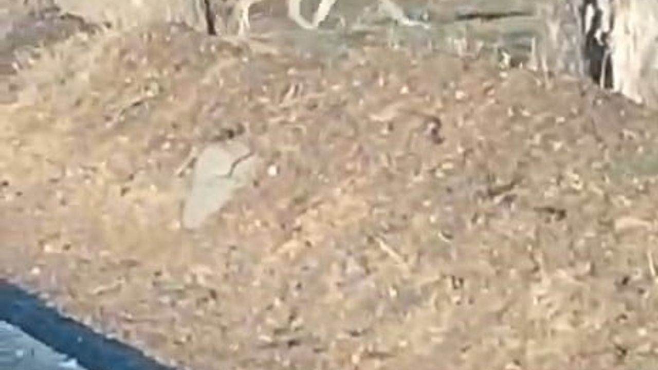 Aç Kalan Kurtlar Yerleşim Merkezine İndi