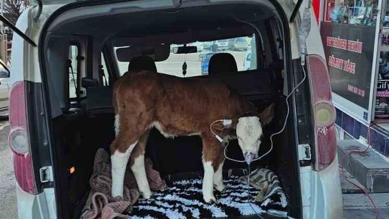 Acil Müdahale ile Hayata Dönen Buzağı