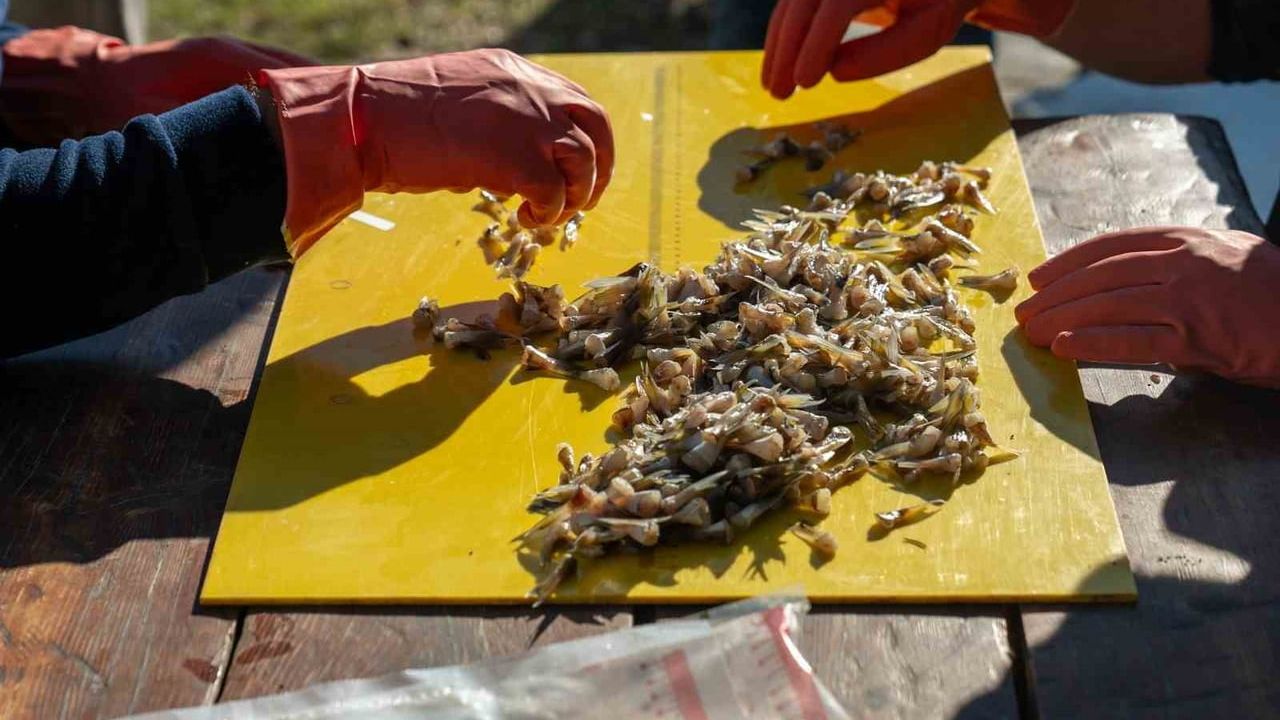 Adana'da Balon Balığı Avcılığı Artıyor