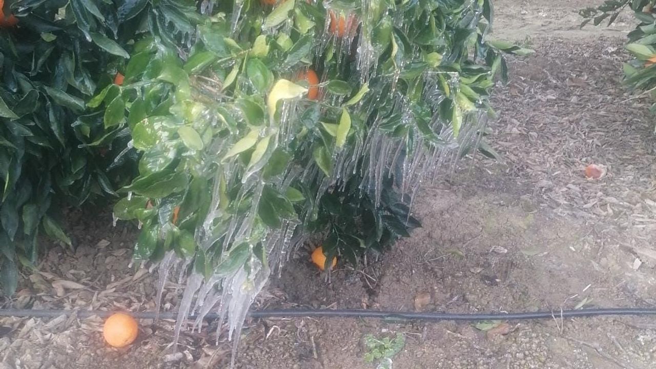 Adana'da Portakal Ağaçları Don Olayından Etkilendi