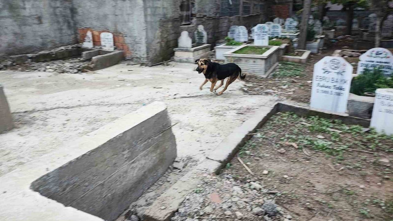 Adana'da Sokak Köpeği Sorunu Büyüyor