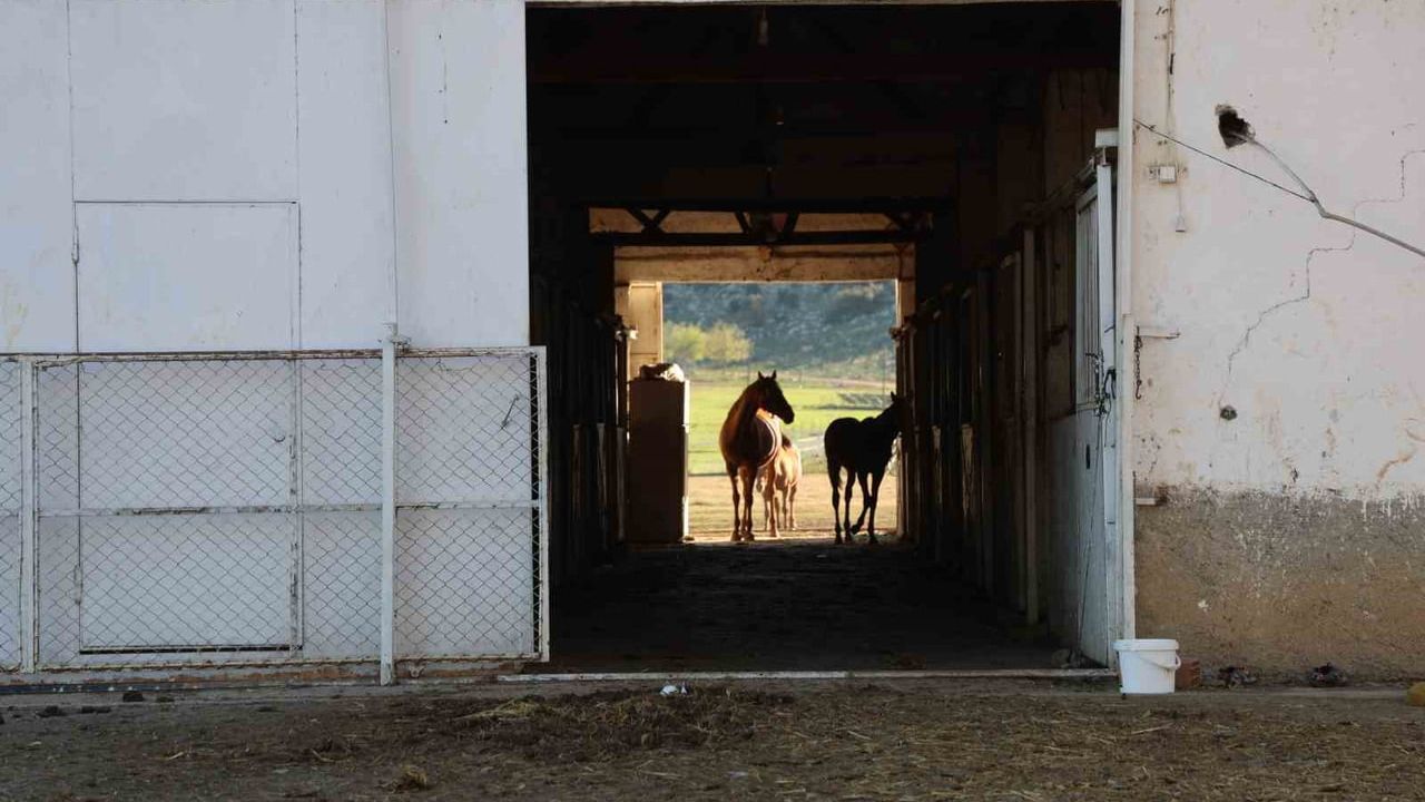 Adana'nın Kozan İlçesi At Yetiştiriciliğinde Öne Çıkıyor