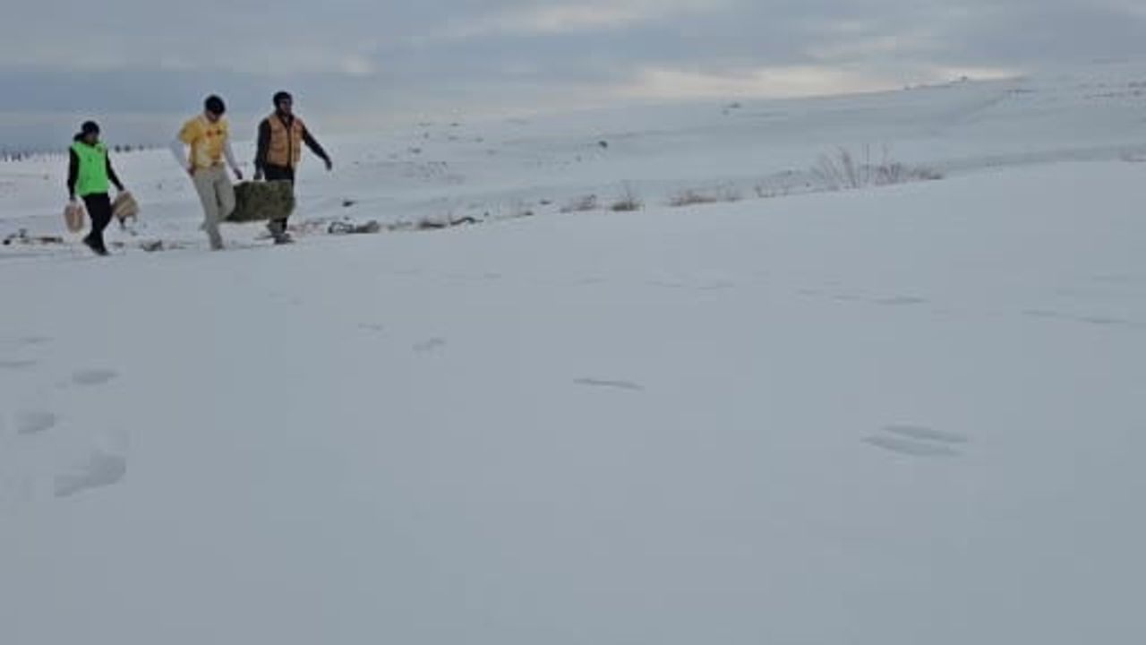 Adilcevaz'da Yaban Hayvanlarına Destek