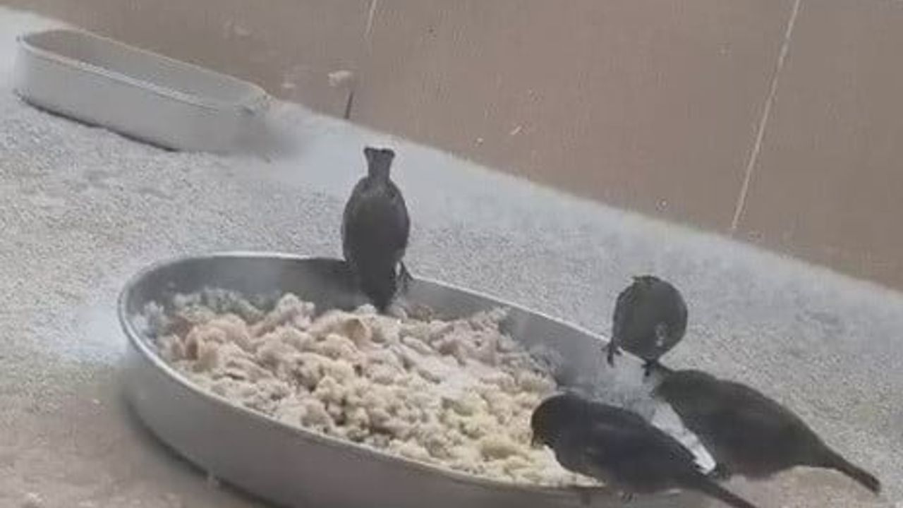 Adıyaman'da Sokak Hayvanlarına Destek