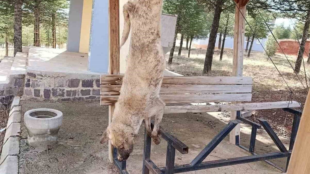 Afyonkarahisar'da Sokak Köpeği Katledildi: Soruşturma Başlatıldı