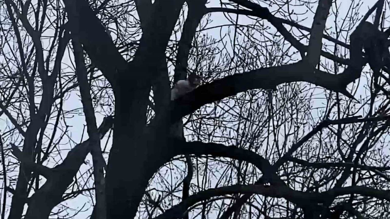 Ağaçta Mahsur Kalan Yavru Kedi Kurtarılmayı Bekliyor