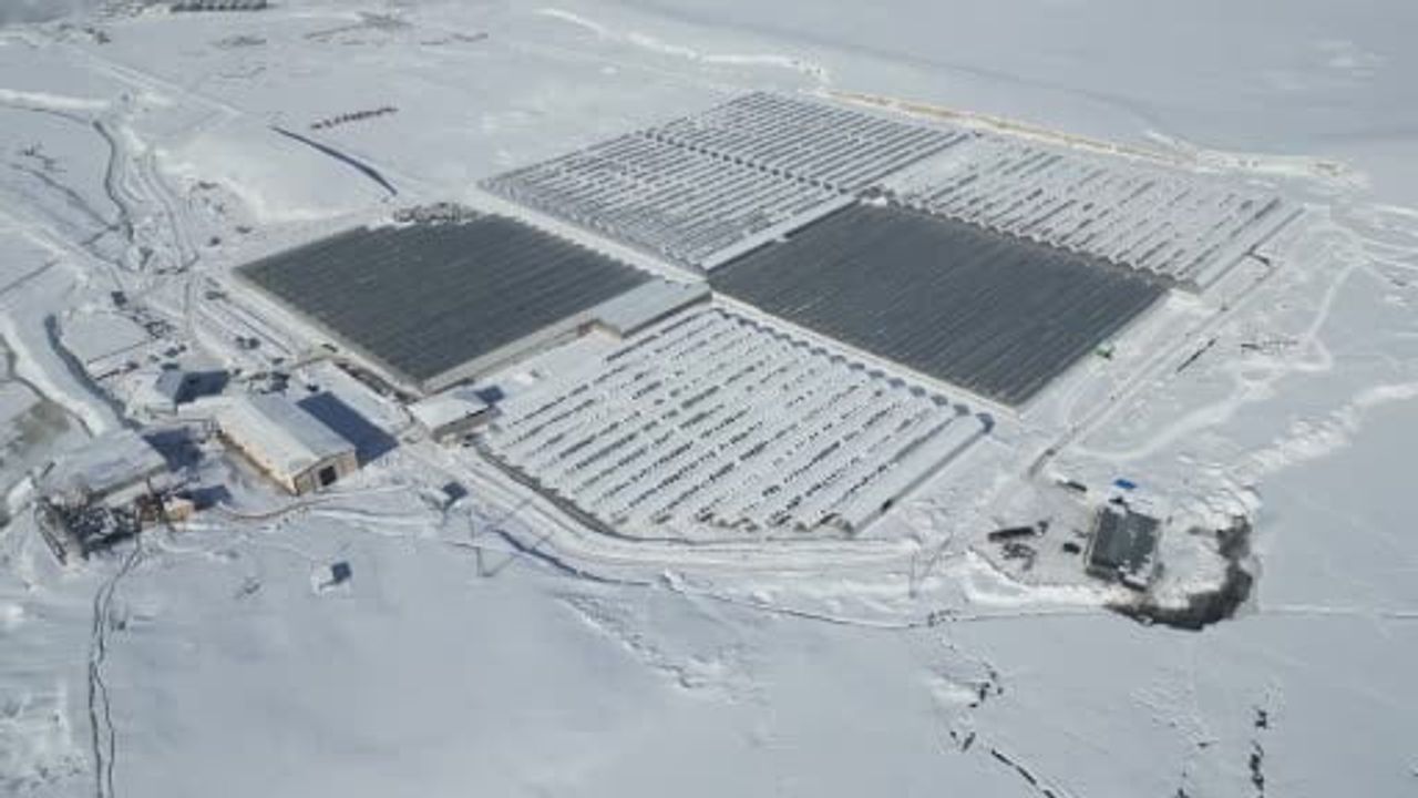 Ağrı'nın Jeotermal Seraları Avrupa Pazarına Açılıyor