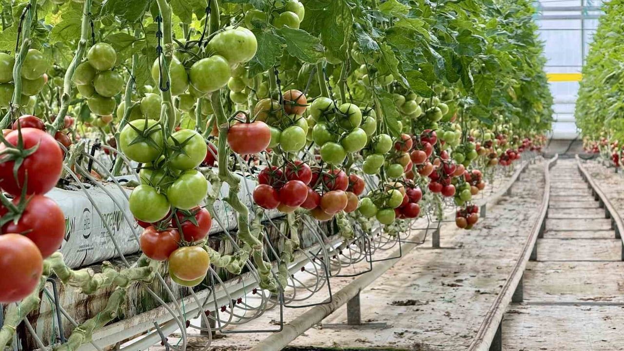 Ağrı'nın Jeotermal Seraları Avrupa Pazarına Açılıyor