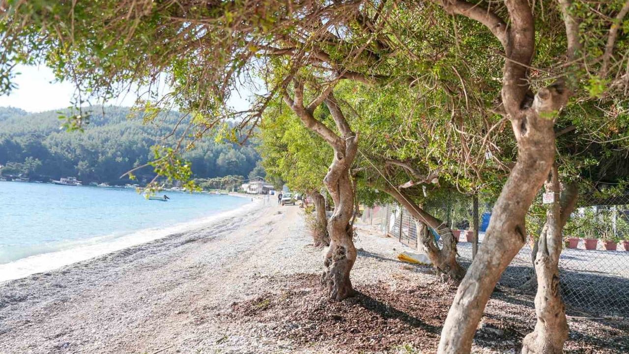 Akbük'te Devrilen Ağaç Yeniden Hayata Döndü