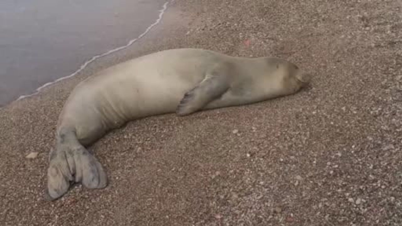 Akdeniz Foku Antalya’da Güvenliğine Kavuştu