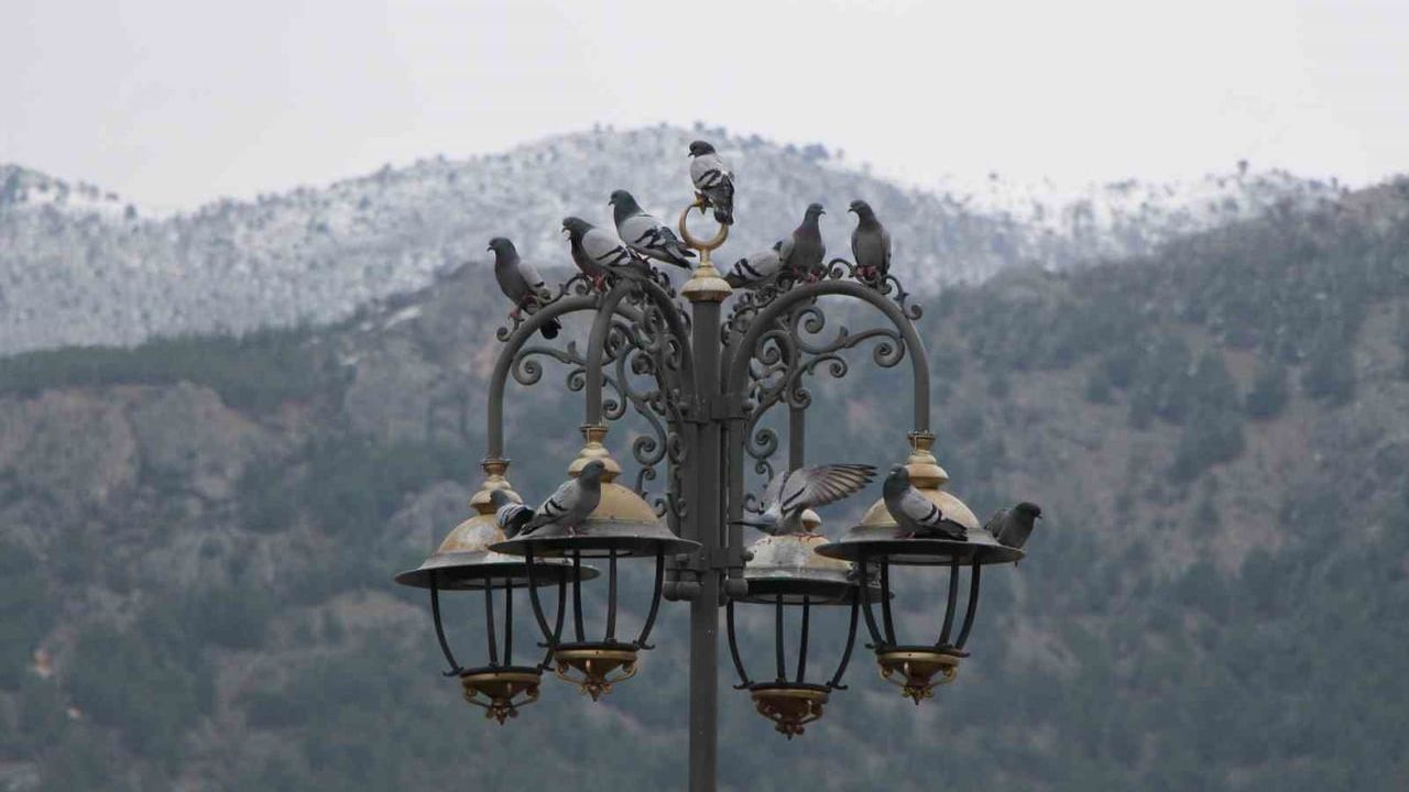 Amasya'nın Yemci Dede'si: Cahit Kalaycı