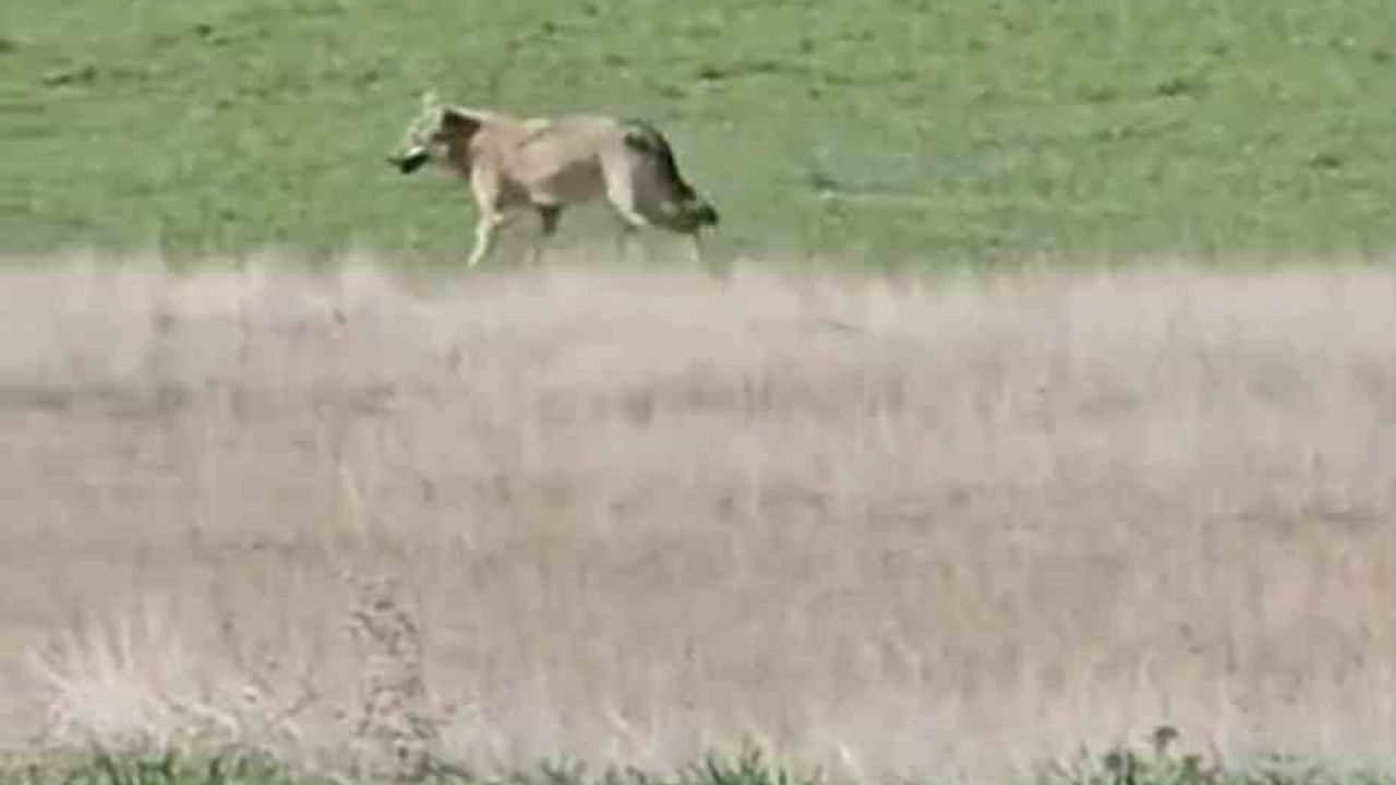 Ankara'da Aç Kalan Kurtlar Tarlalara İndi