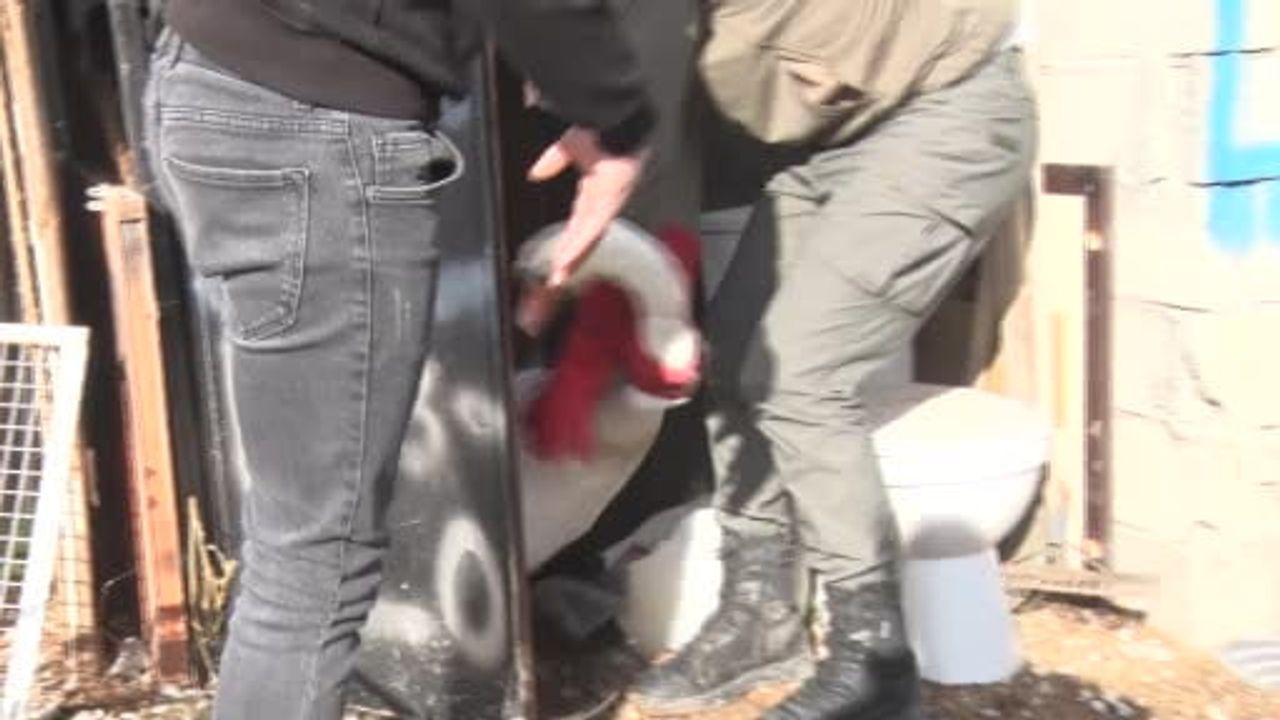 Ankara'da Bahçeye Düşen Kuğuya Misafirlik