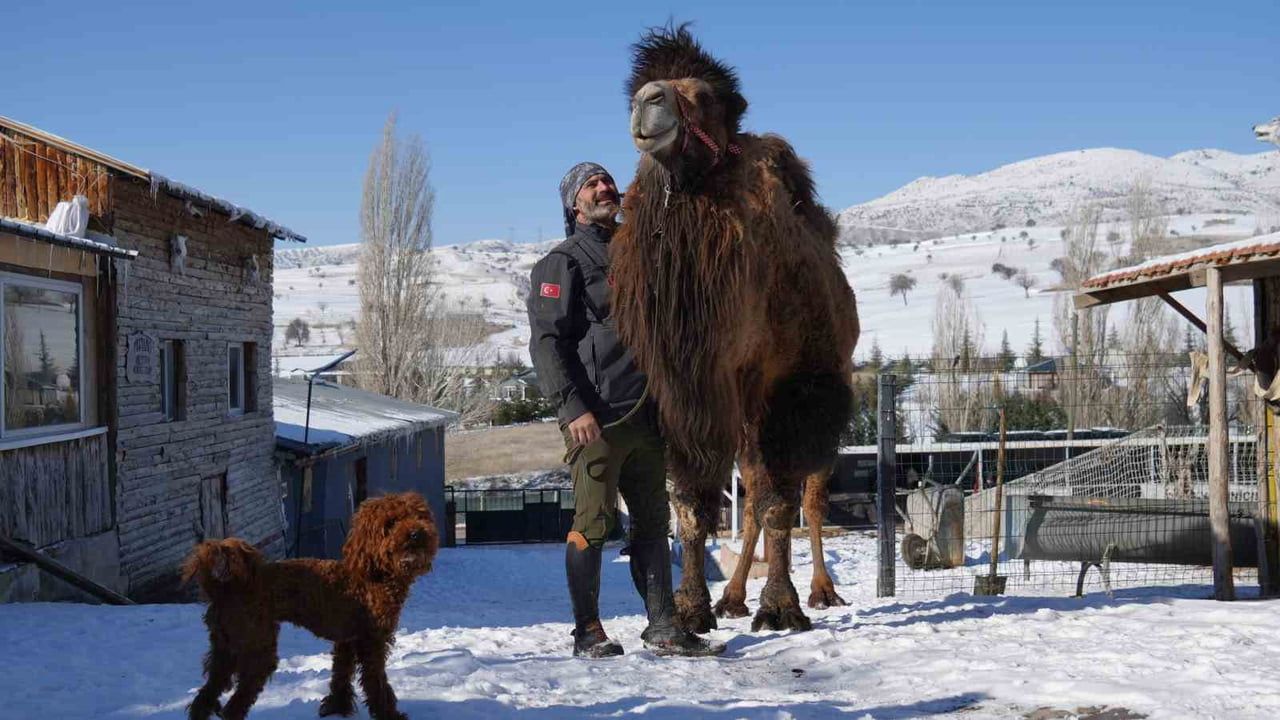 Ankara'da Hayvanlarla Ortak Bir Yaşam: Özgür Peştanlı'nın Çiftliği