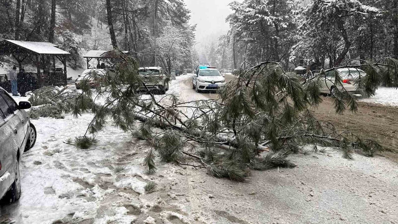 Ankara'da Kış Tehlikesi: Devrilen Çam Ağacı Olayı