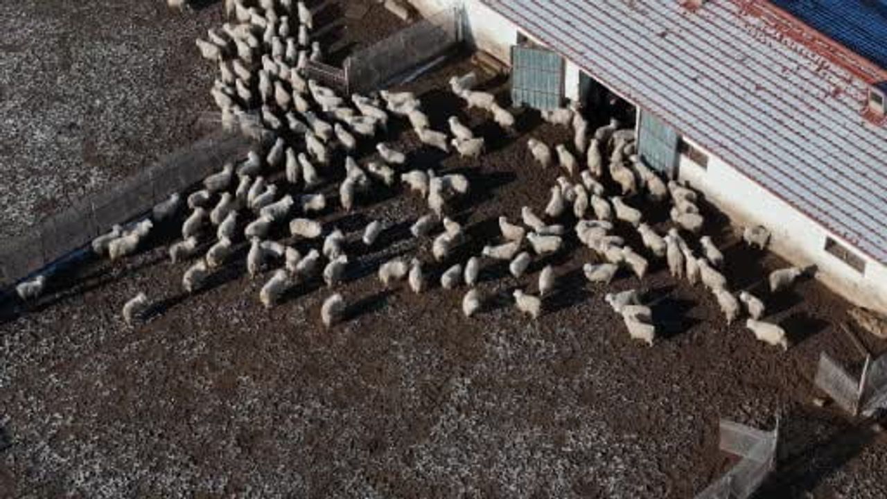 Ankara Keçisi Koruma Projesi: Nesli Tükenme Tehlikesi Altında 1200 Baş