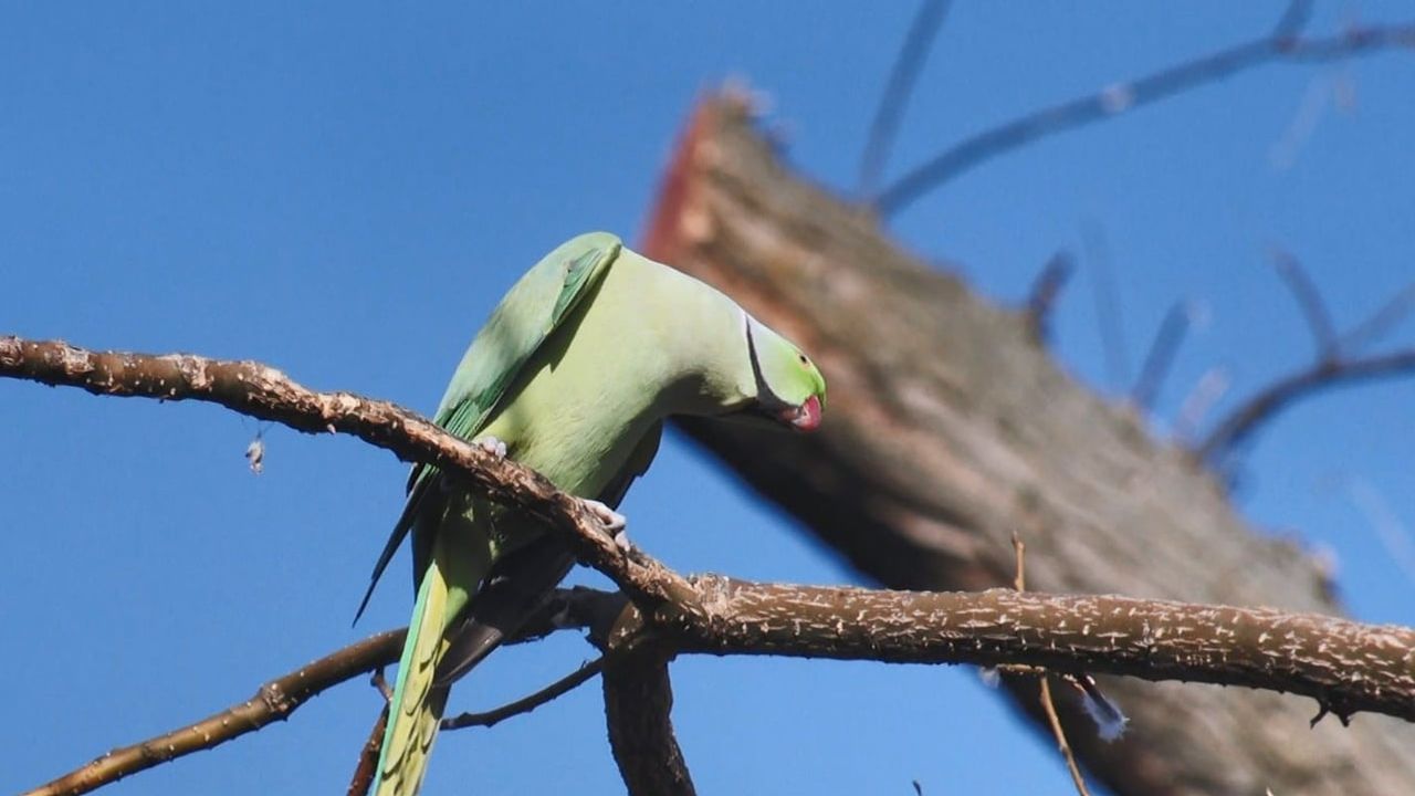 Ankara'nın Yeşil Papağanları: Sert İklimde Hayatta Kalmanın Sırrı