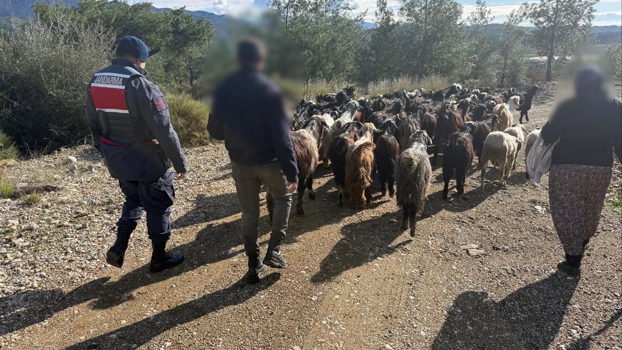 Antalya'da Kaybolan 55 Küçükbaş Hayvan Bulundu