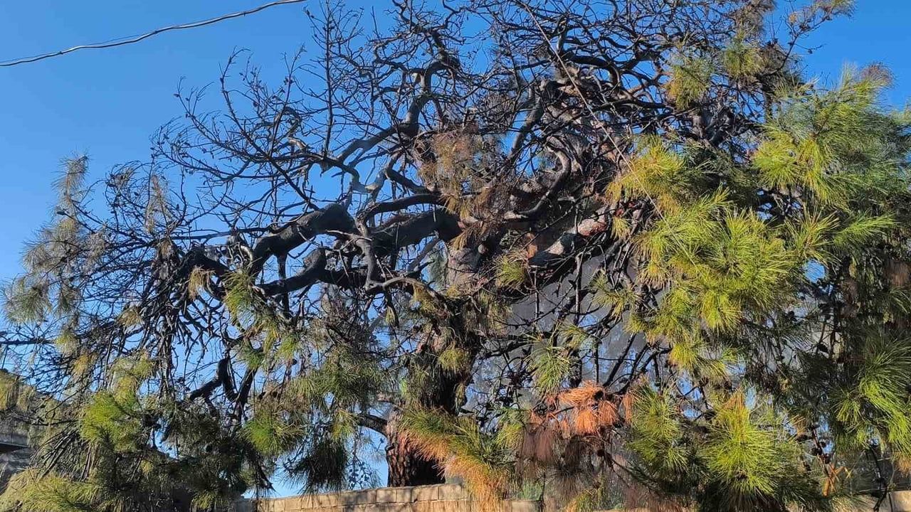 Antalya'daki Yangına Mahalle Sakinlerinden Müdahale