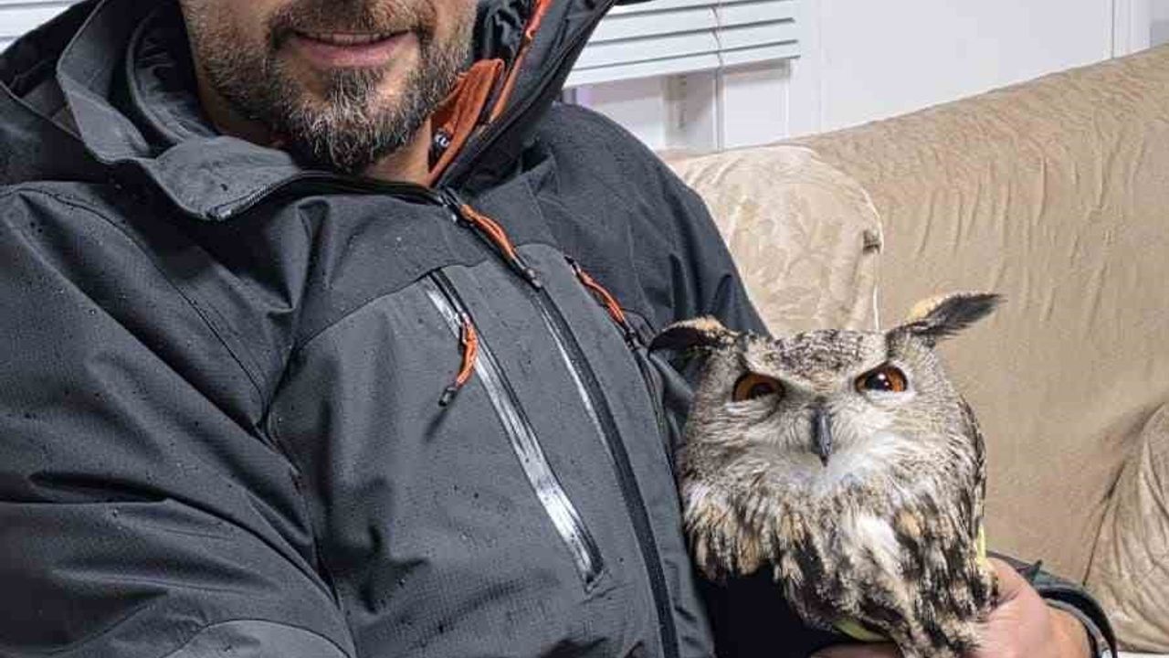 Ardanuç'ta Baykuş Kurtarma Operasyonu