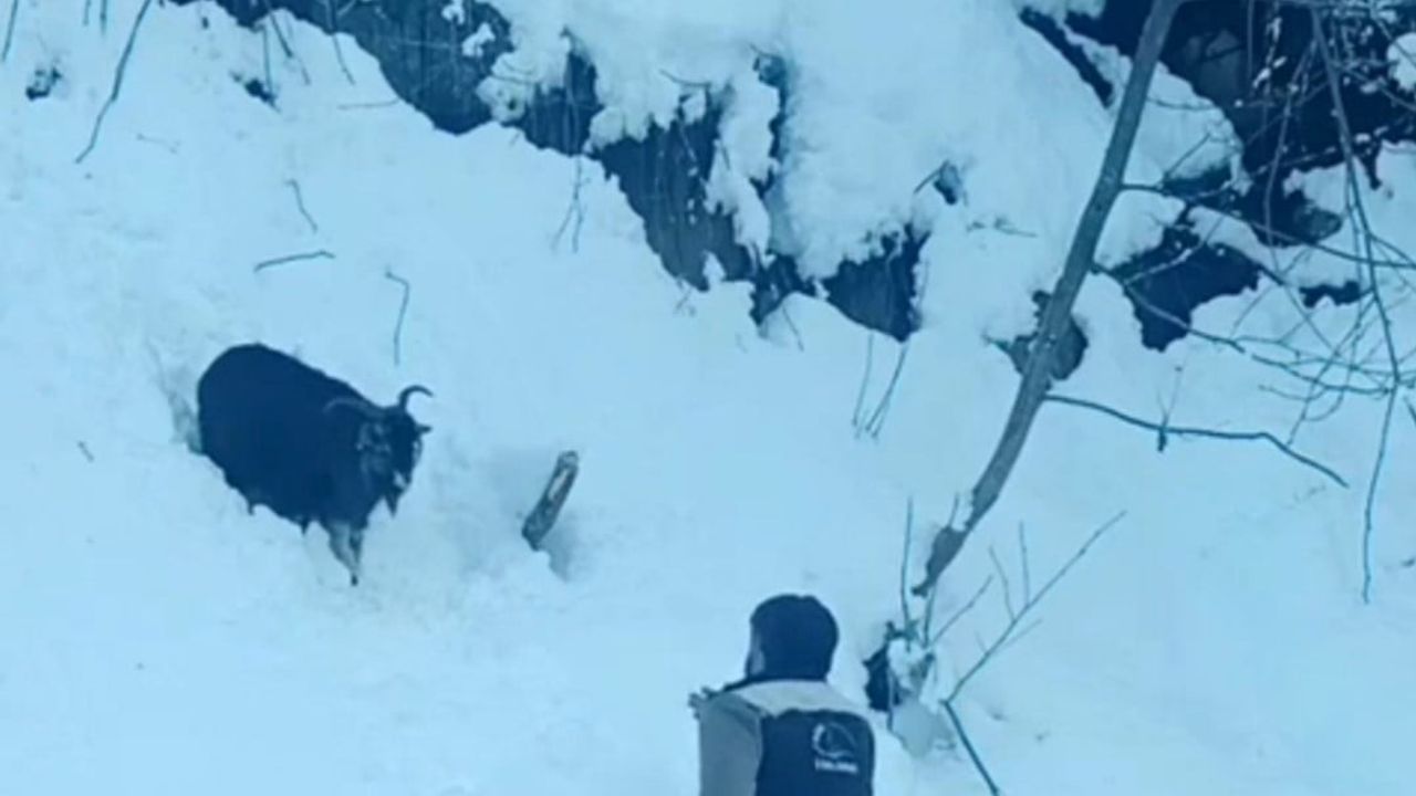 Ardeşen'de Karda Kaybolan Keçi, İş Makinesi Operatörü tarafından Kurtarıldı