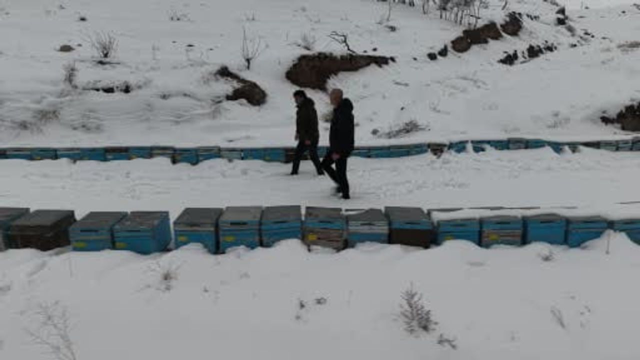 Arıcılar Kış Döneminden Umutlu: Kar Yağışı Koloni Kayıplarını Azalttı