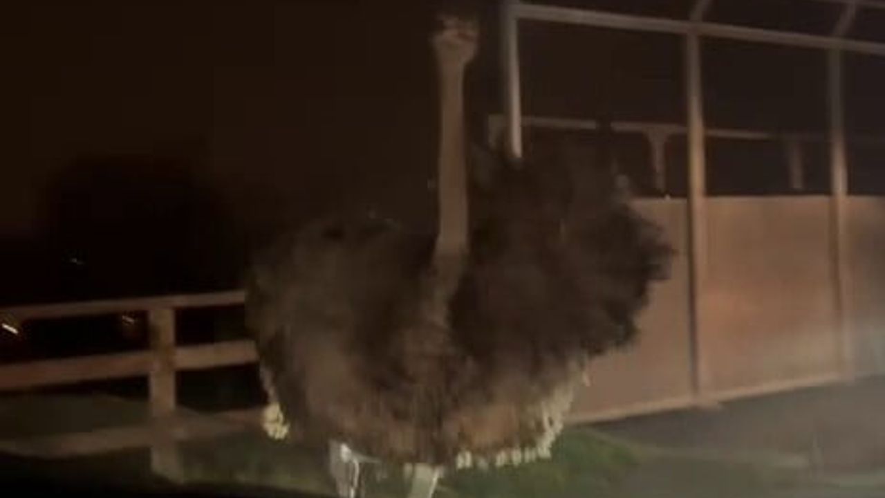 Arifiye'de Deve Kuşu Trafiği Karıştırdı