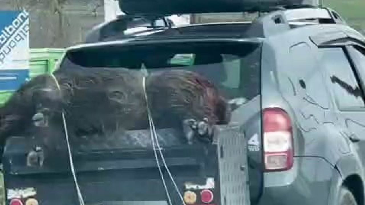 Arnavutköy'de Ölü Domuz Taşınması Tepki Topladı