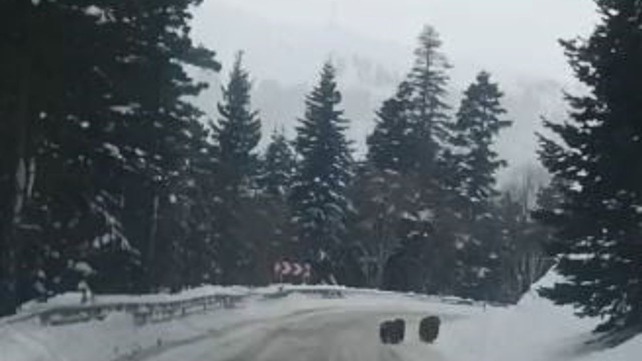Artvin'de Kış Uykusuna Yatmadığı Gözlemlenen Boz Ayılar
