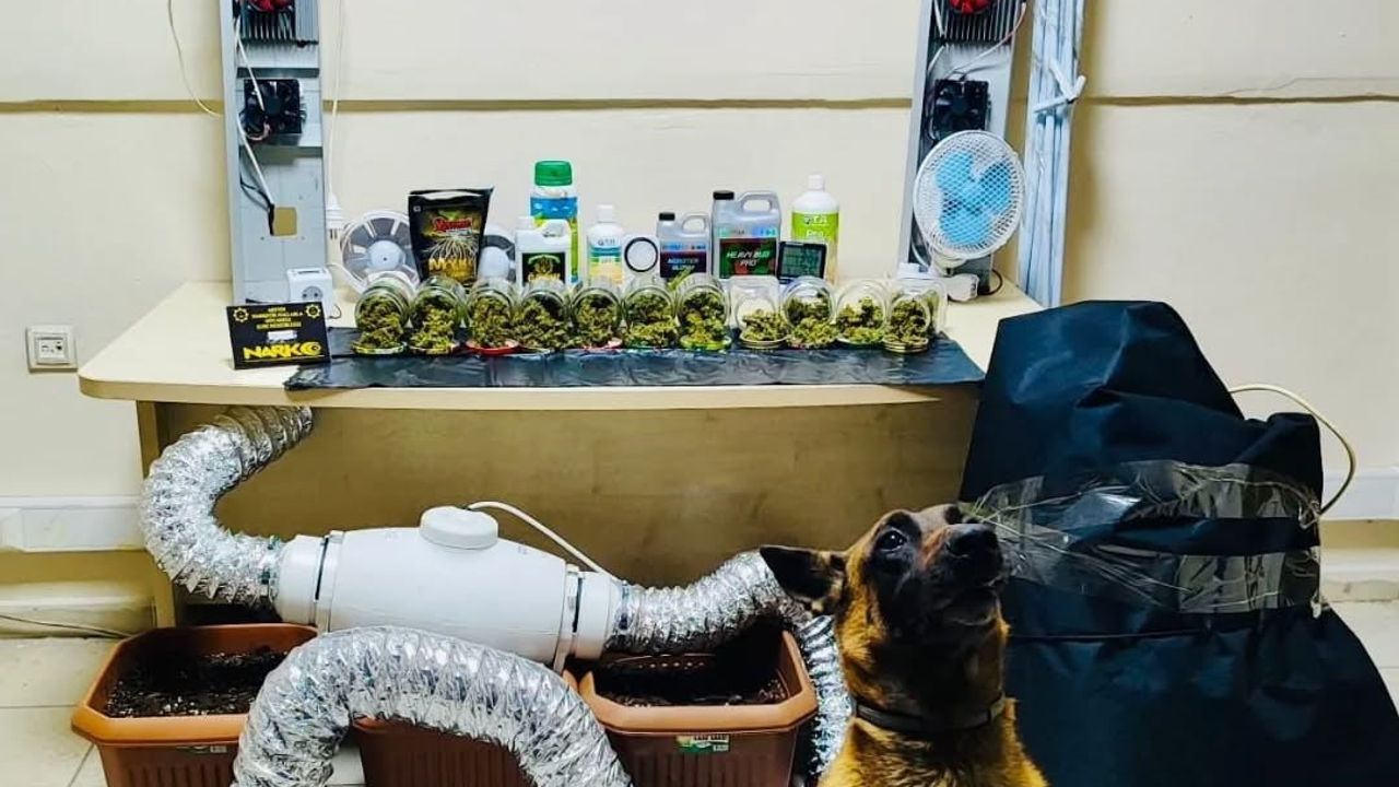 Artvin'de Uyuşturucu Operasyonu: 205 Gram Skunk ve Yetiştirme Düzeneği Ele Geçirildi