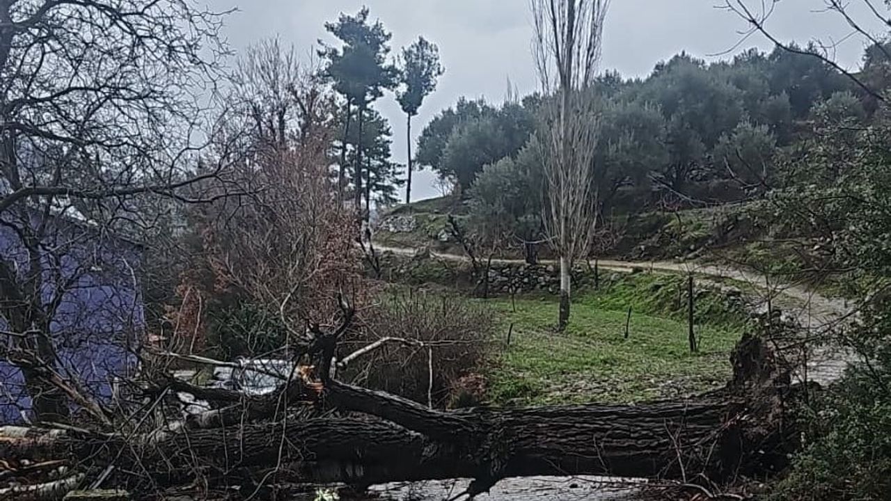 Asırlık Kavak Ağacı Fırtınaya Direnemediydi