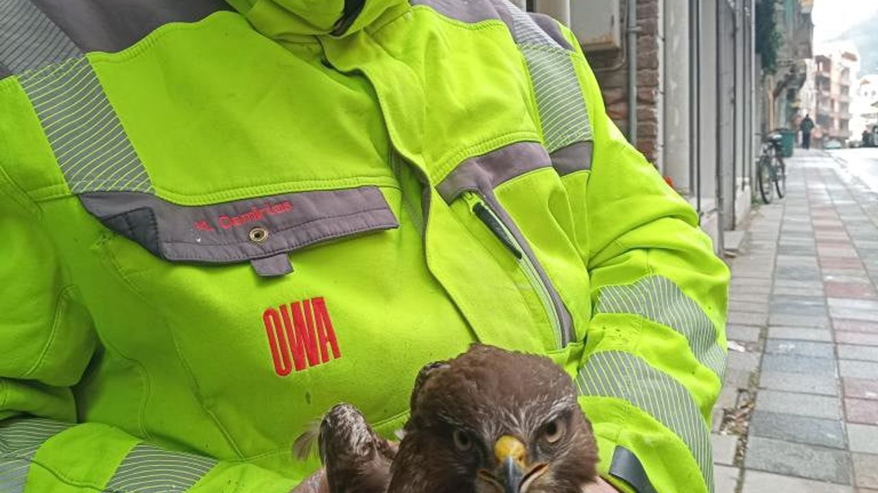 Ayancık’ta Yaralı Şahin Kavramsal Kurtuluşa Ulaşıyor