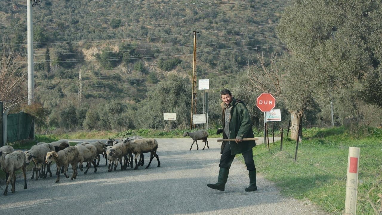 Aydın'da Bahar Havasıyla Koyunlar Doğaya Salındı