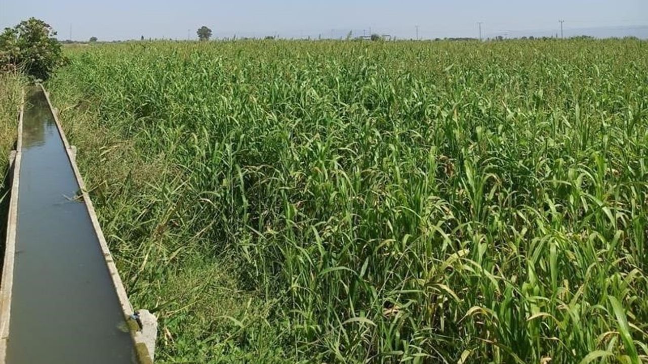 Aydın'da Kaba Yem Üretimi Artışı Bekleniyor