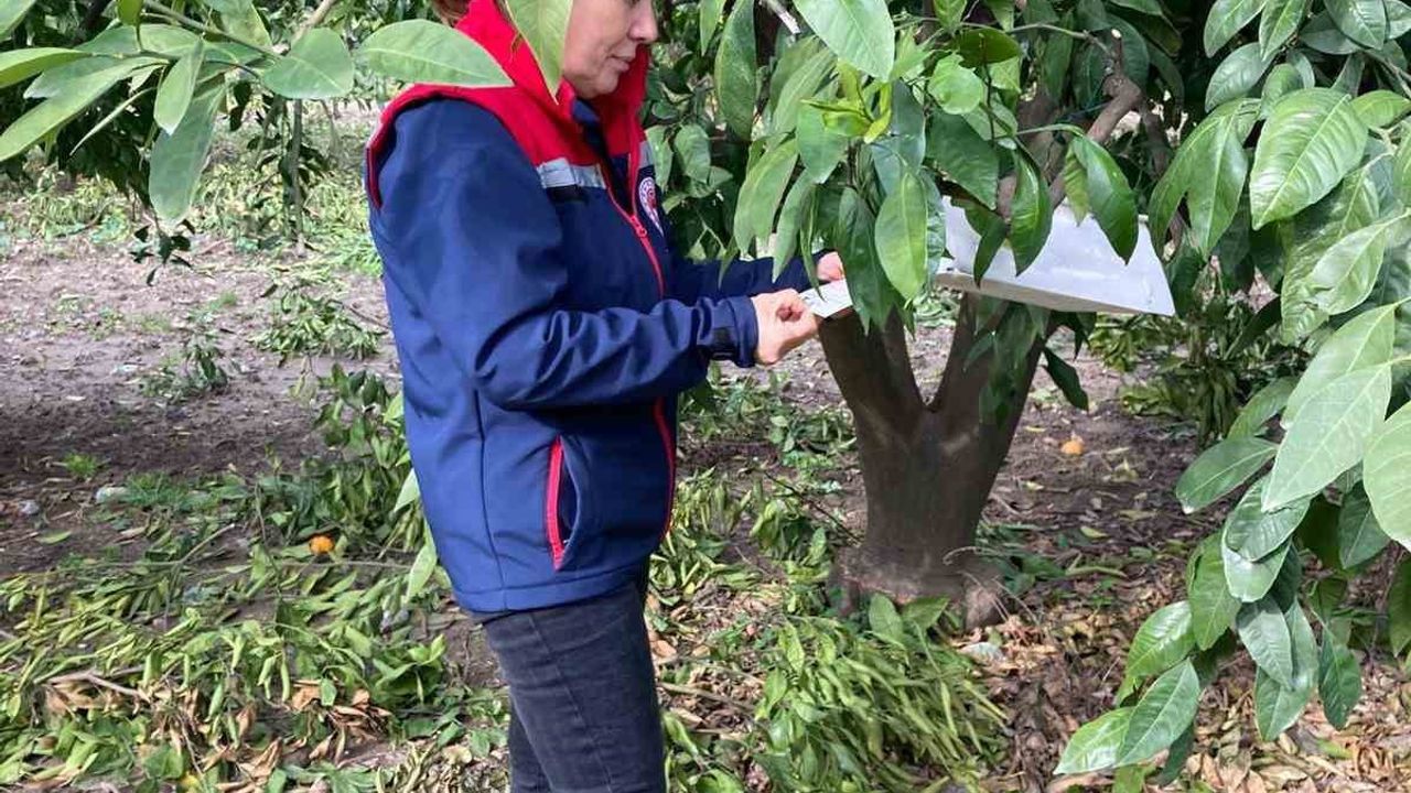 Aydın'da Narenciye Bahçeleri Üzerinde Zararlı Kontrolleri Yapıldı