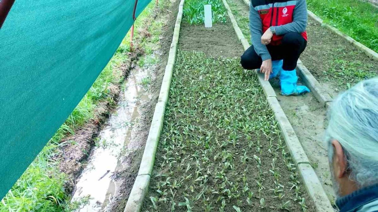 Aydın'da Salep Orkidesi Üretimi Büyüyor