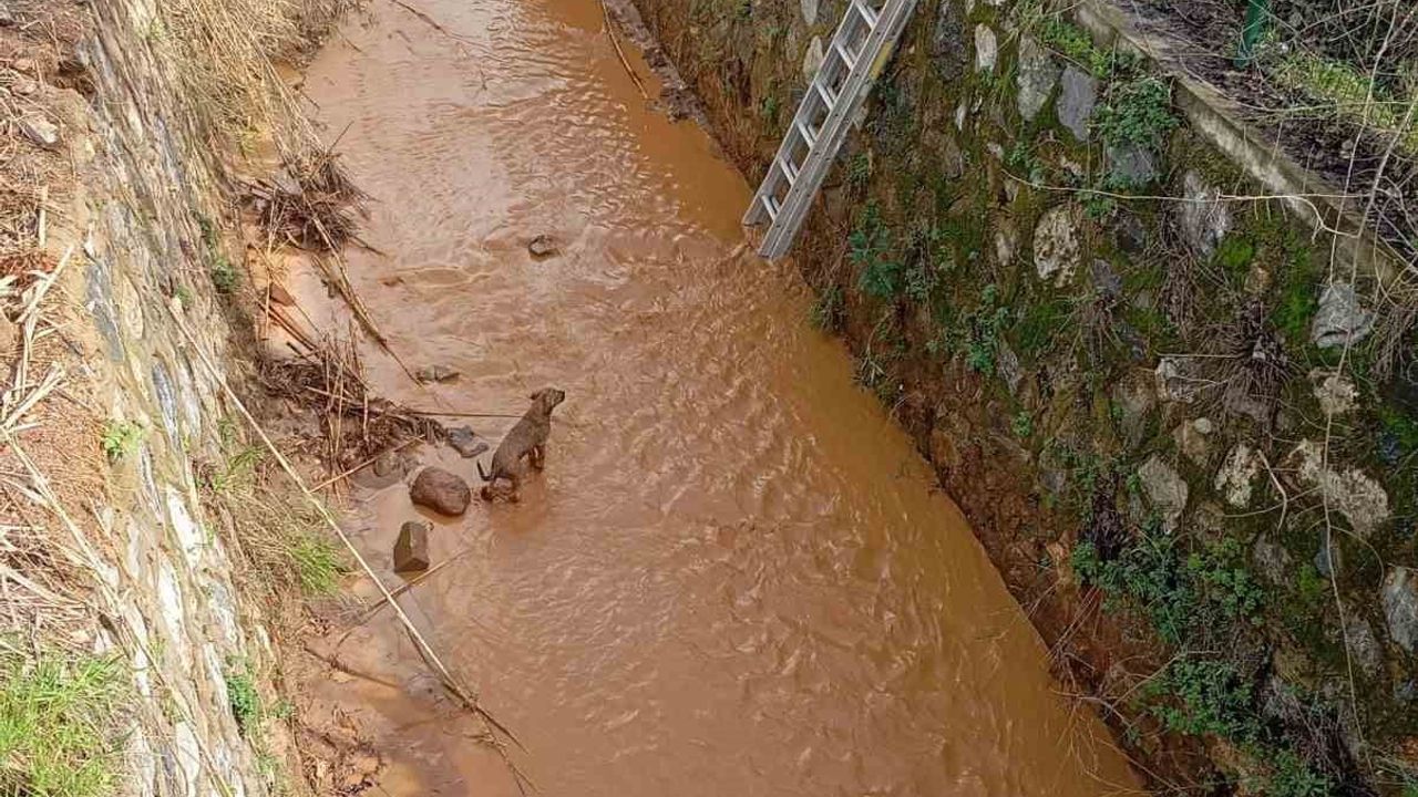 Aydın’da Sulama Kanalına Düşen Köpek Kurtarıldı