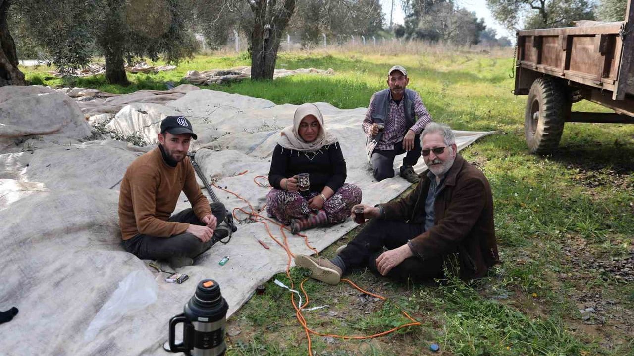 Aydın'da Zeytin Hasadında Bahar Coşkusu