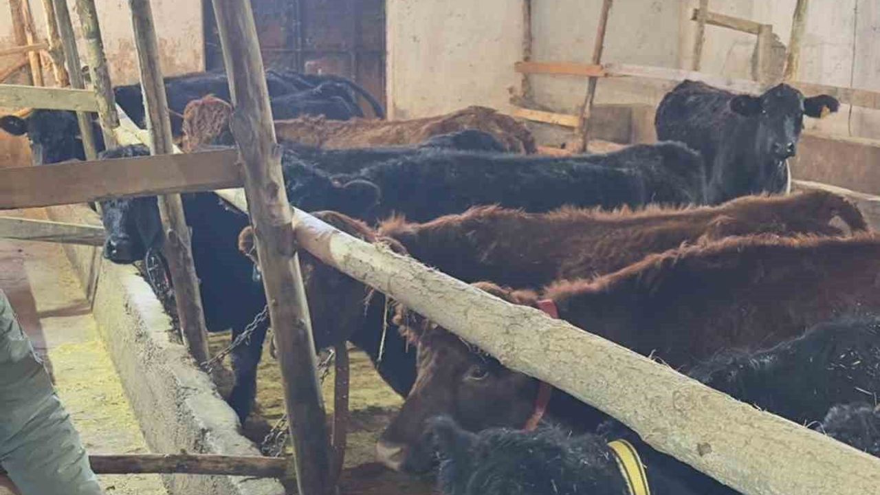 Aydıntepe'de Hayvancılığa Yönelik Düve Teslimatları Devam Ediyor