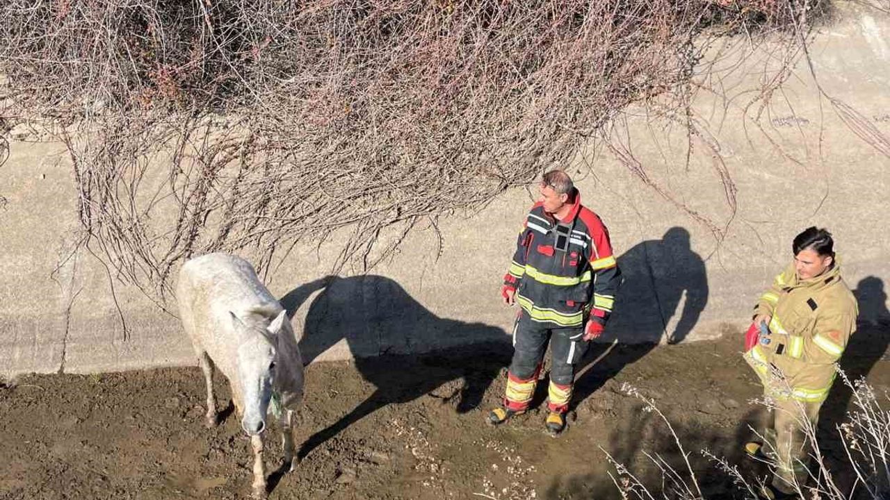Ayvalık'ta At Kurtarma Operasyonu