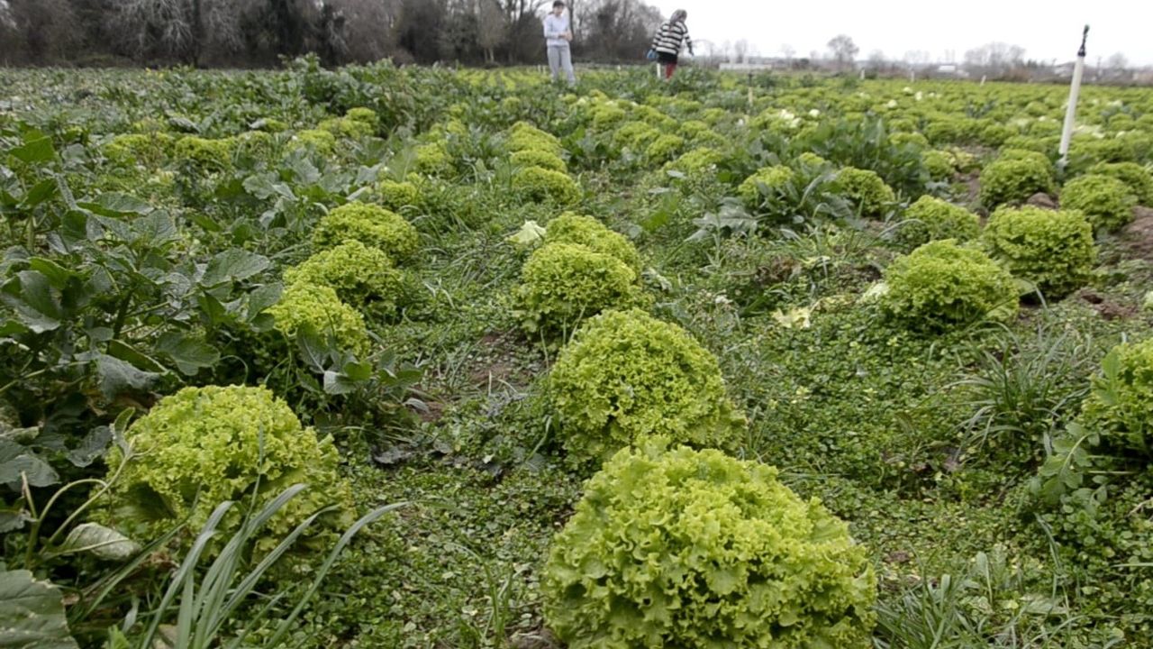 Bafra Ovası'nda Marul Üretimi Zor Dönemden Geçiyor