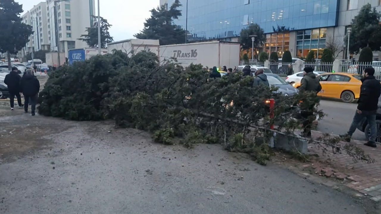 Bahçelievler'de Rüzgarın Devrildiği Ağaçta Bir Kişi Hafif Yaralandı