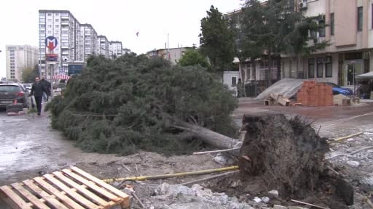 Bahçelievler'de Şiddetli Rüzgar Ağaç Devirdi, Bir Kişi Yaralandı
