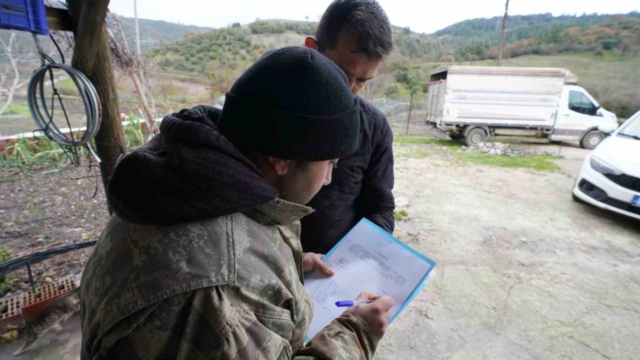 Balıkesir'de Çiftçilere Yüzde 100 Hibeli Damızlık Desteği