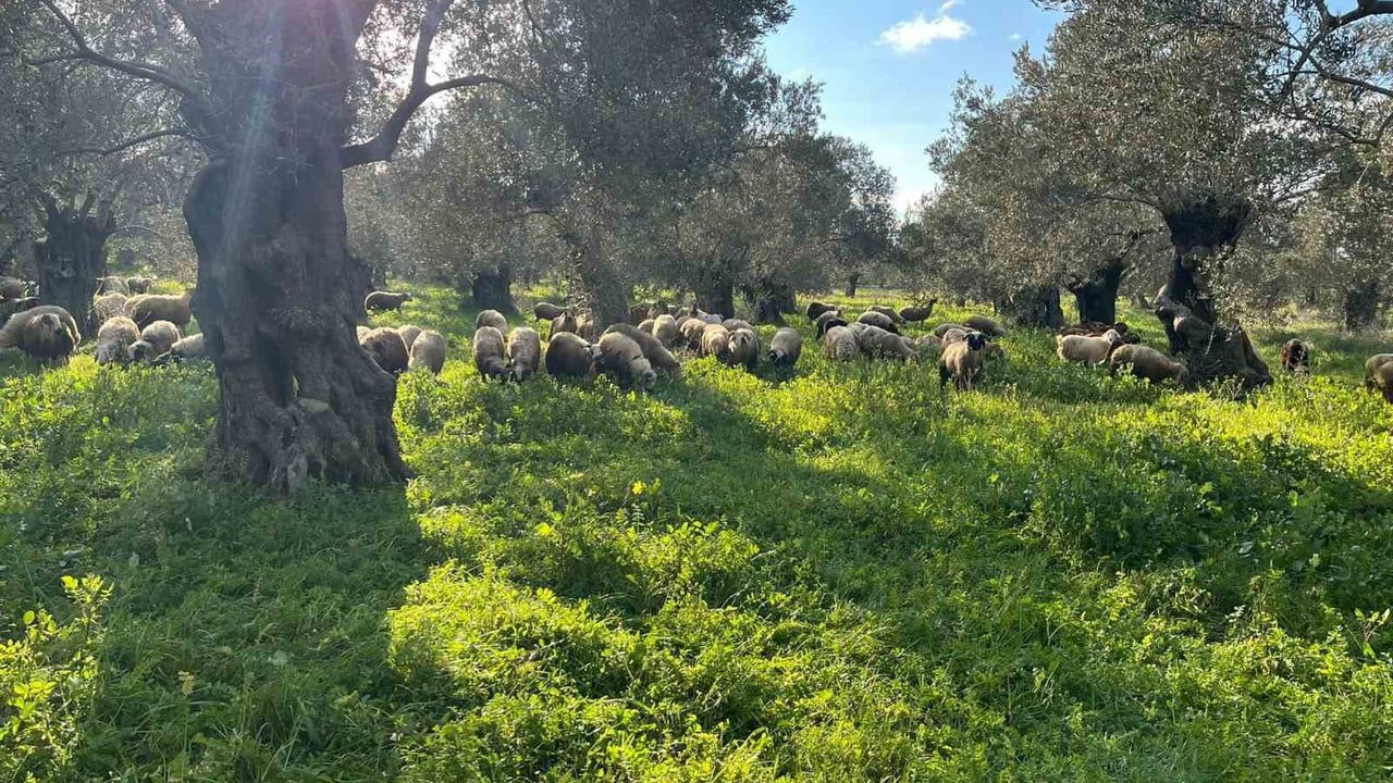 Balıkesir'de Zeytinliklerde Koyun Otlatan Çobana Ceza