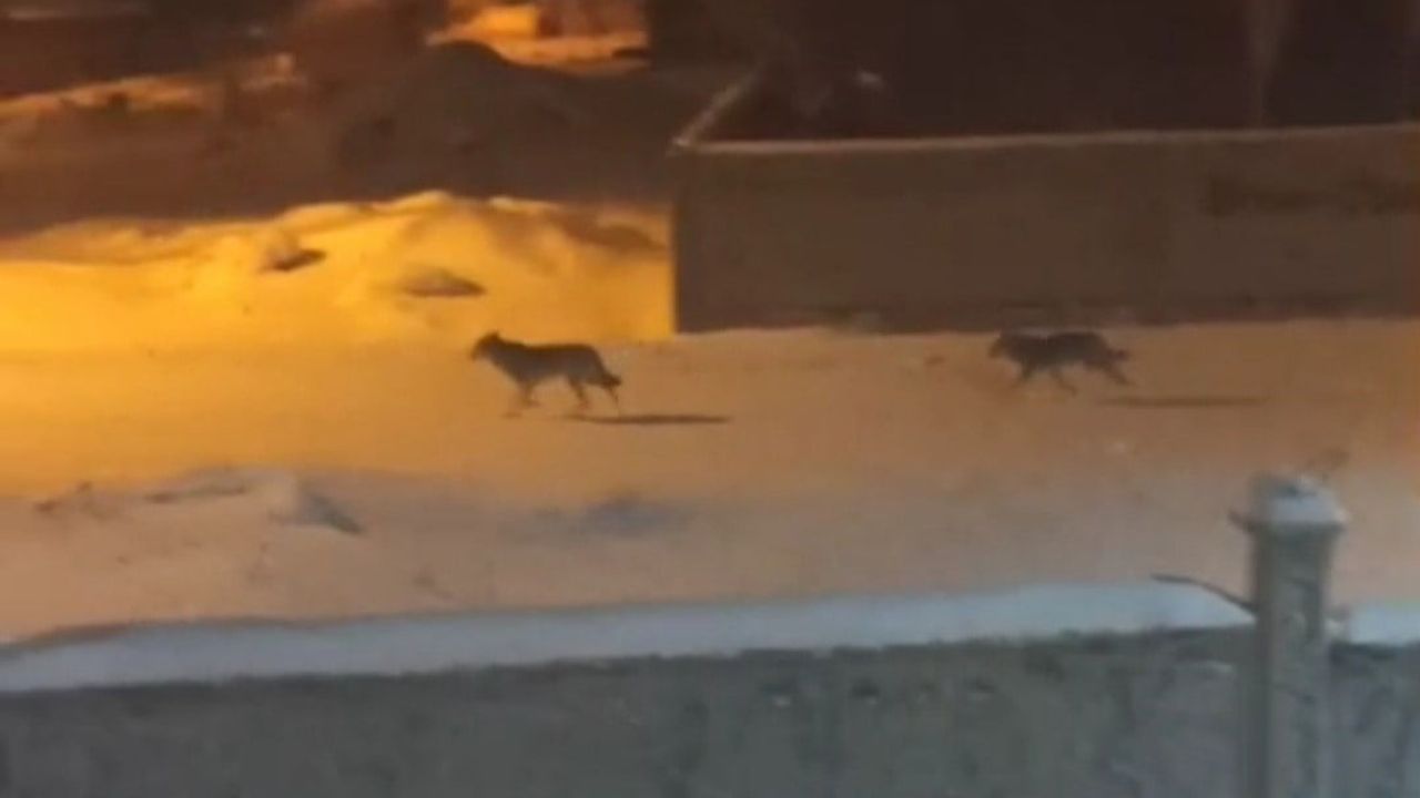 Başkale'de Aç Kurtlar Sokaklarda Görüntülendi