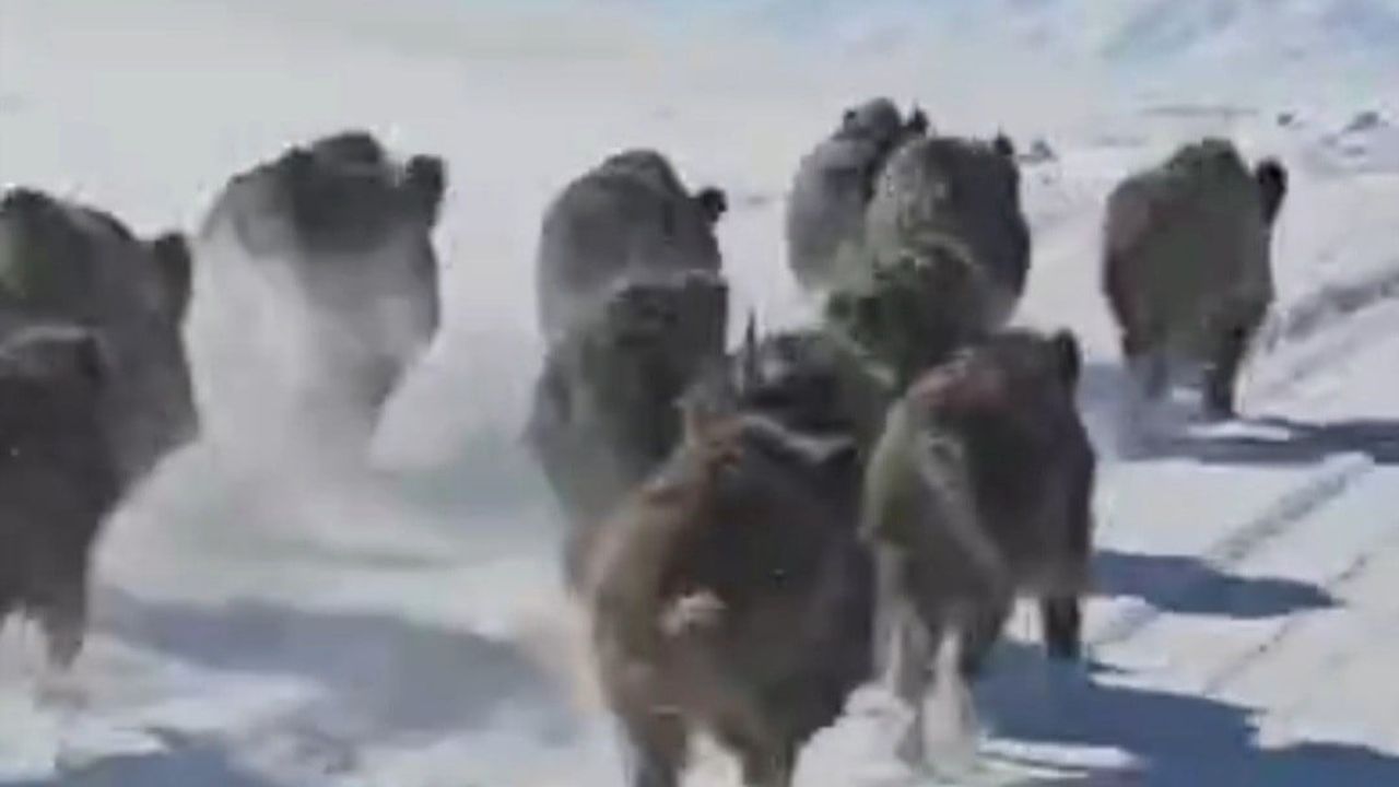 Başkale'de Yaban Domuzu Sürüsü Yerleşim Alanlarına İndi