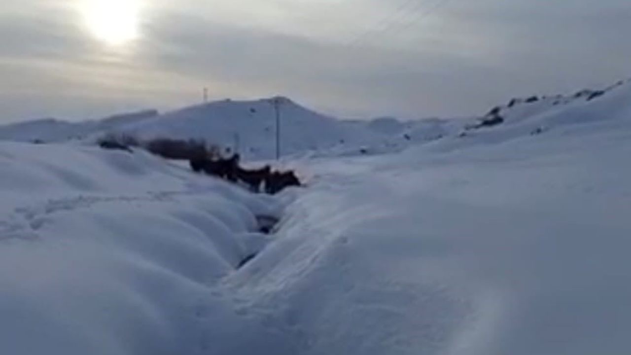 Batman'da Mahsur Kalan 6 Katır Kurtarıldı