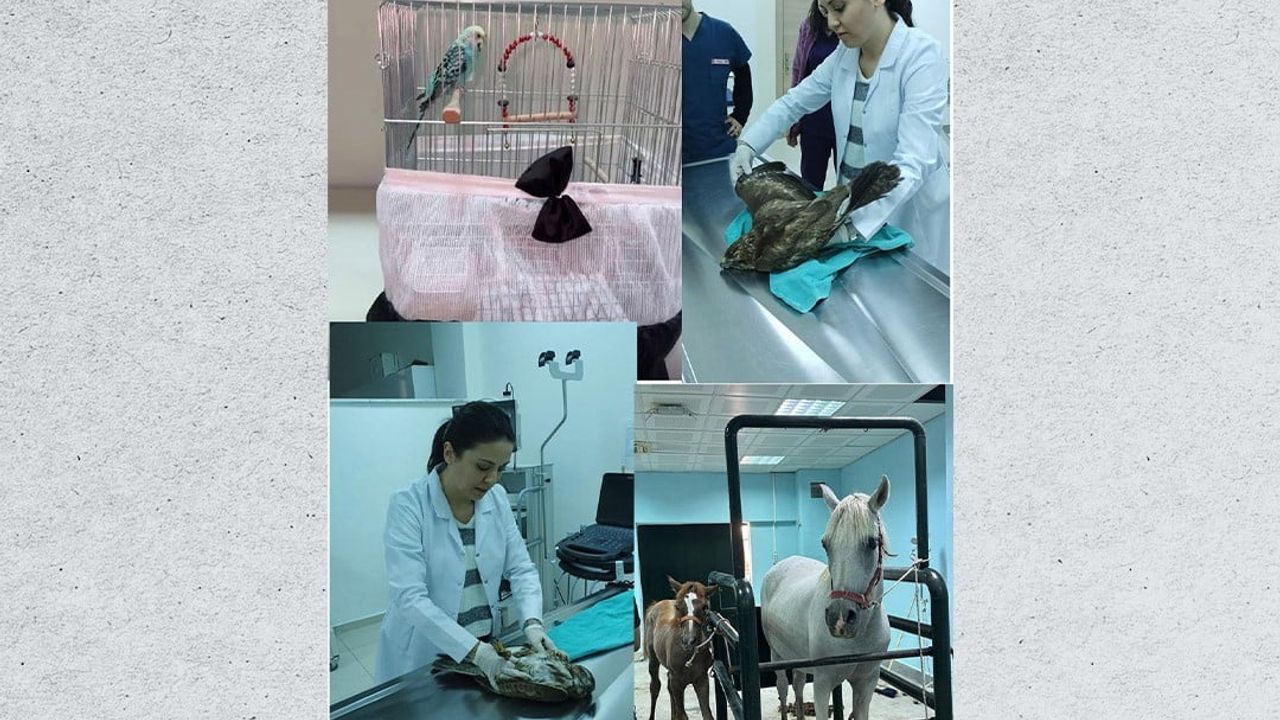 BAÜN Veteriner Fakültesi Hayvan Hastanesi, 3 Bin Hayvana Şifa Sunuyor