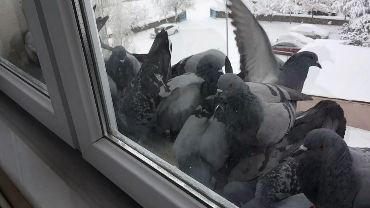 Bayburt'ta Dondurucu Soğuk Güvercinleri Etkiledi
